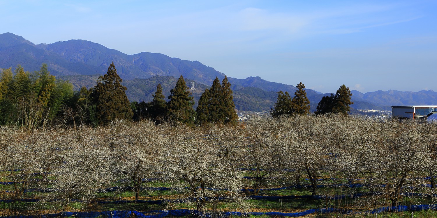 梅園の様子